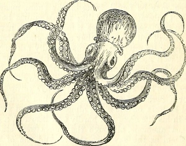 Морфология осьминога