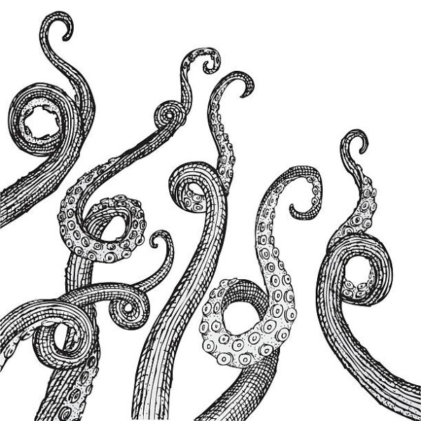 Щупальца осьминога черно белая