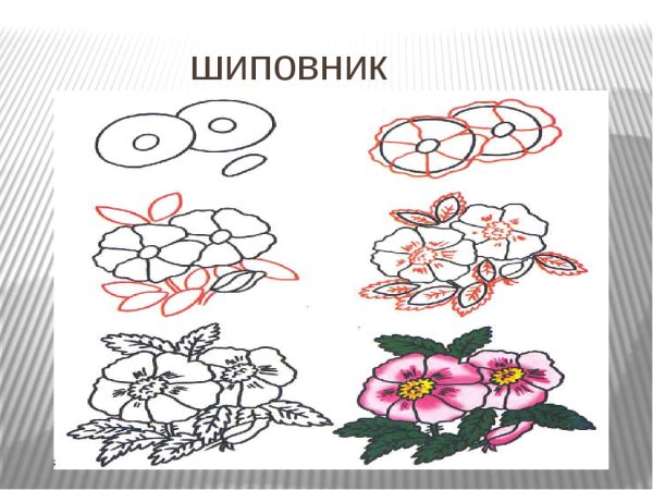 Поэтапное рисование цветов 2 класс презентация