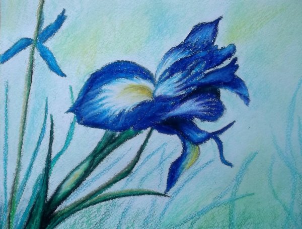 Ирисы масляная пастель