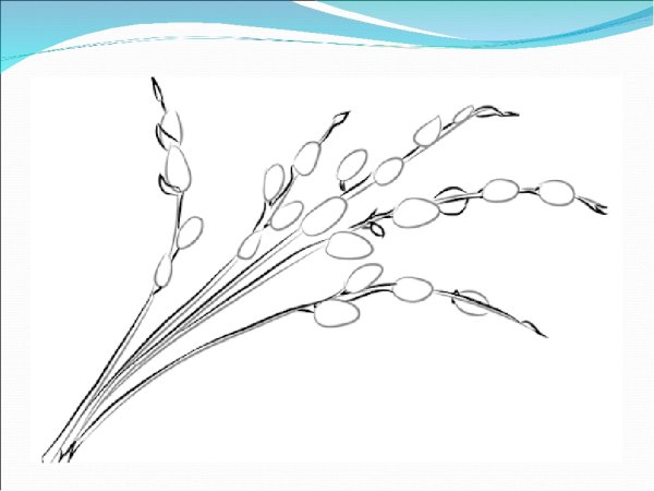 Рисование веточка вербы