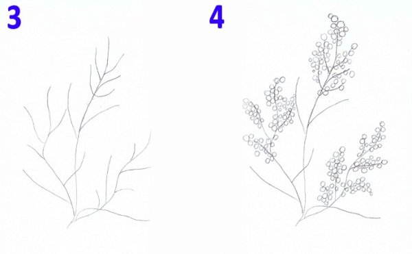 Мимоза рисунок поэтапно