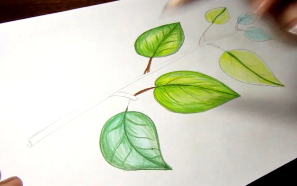 Рисование ветка с листочками