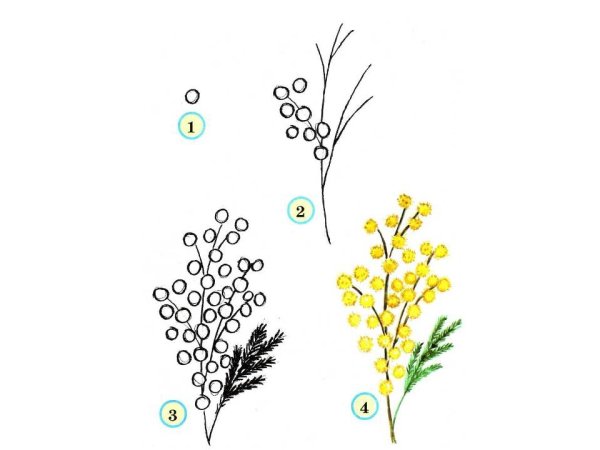 Мимоза раскраска для детей