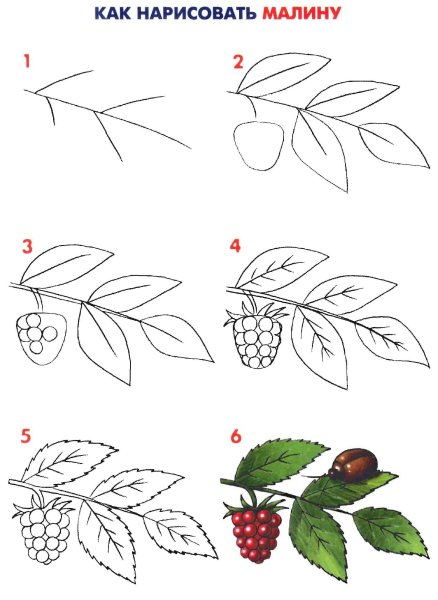 Поэтапное рисование ягод