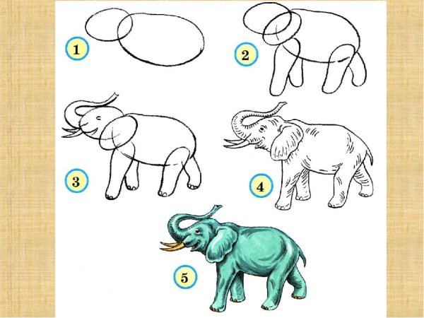 Поэтапное рисование карандашом слона