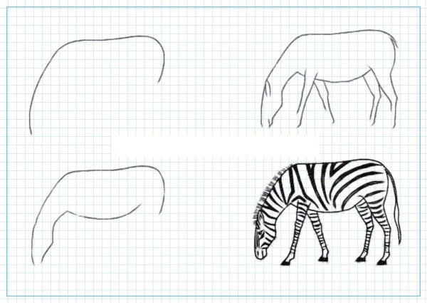 Поэтапное рисование зебры