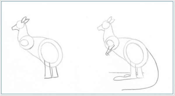 Этапы рисования кенгуру