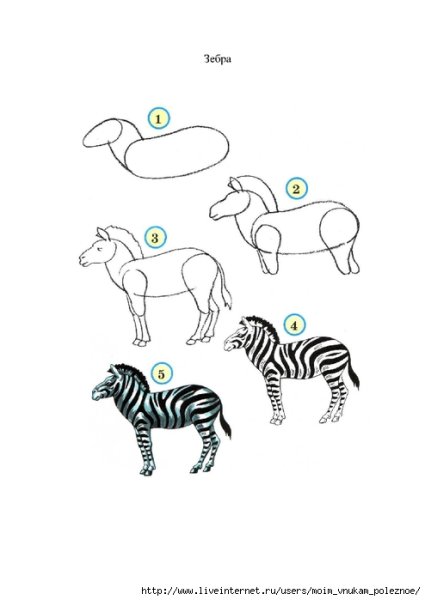 Зебра поэтапное рисование для детей
