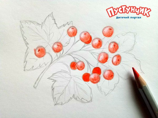 Калина нарисовать карандашом