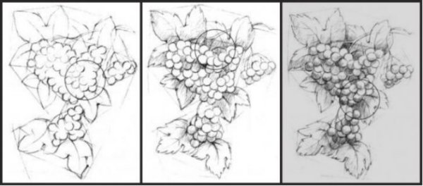 Калина дерево рисунок карандашом