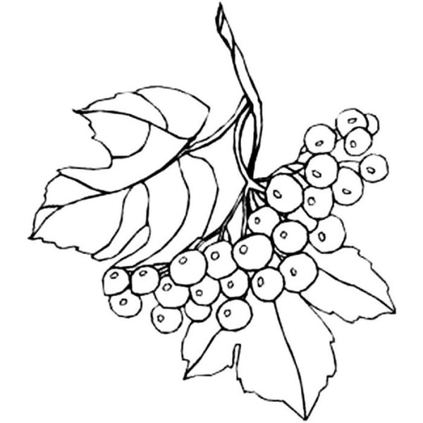 Смородина раскраска для детей