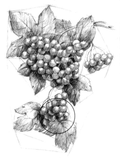 Рисунок калины