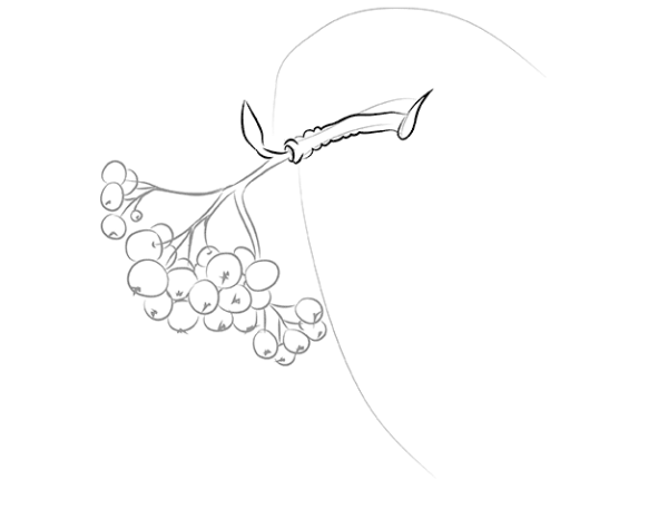 Ветка рябины карандашом