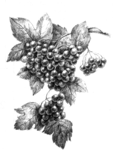 Рисование ветка калины