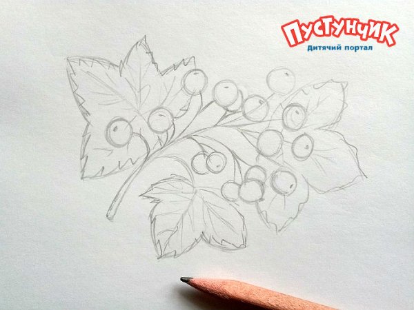 Калина нарисовать карандашом