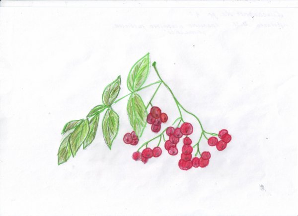 Ветка с ягодами рисование