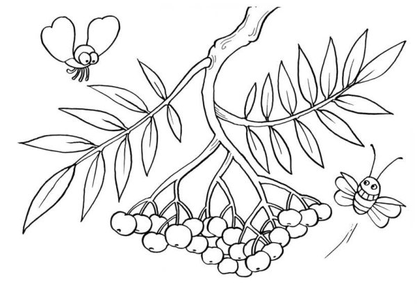 Ветка рябины рисование