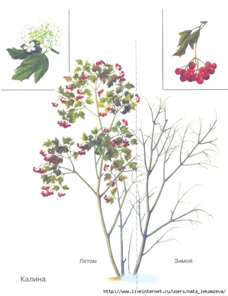 Куст калины рисунок