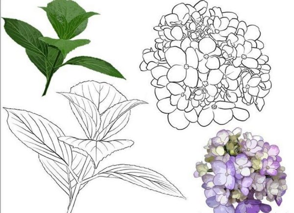 Гортензия для срисовки карандашом