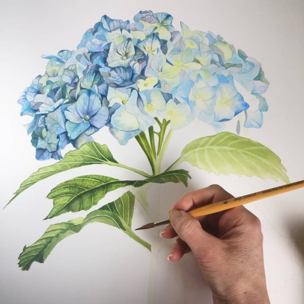 Гортензия древовидная акварелью