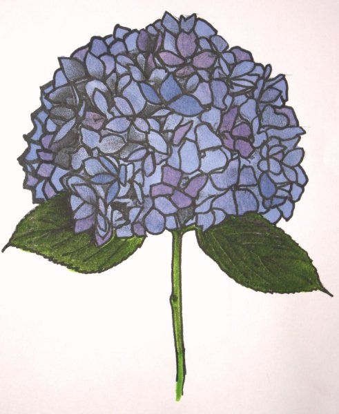 Гидрангия Сойер