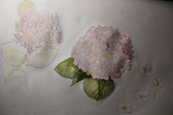 Рисуем гортензию акварелью