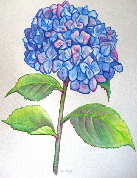 Гортензия крупнолистная рисунок