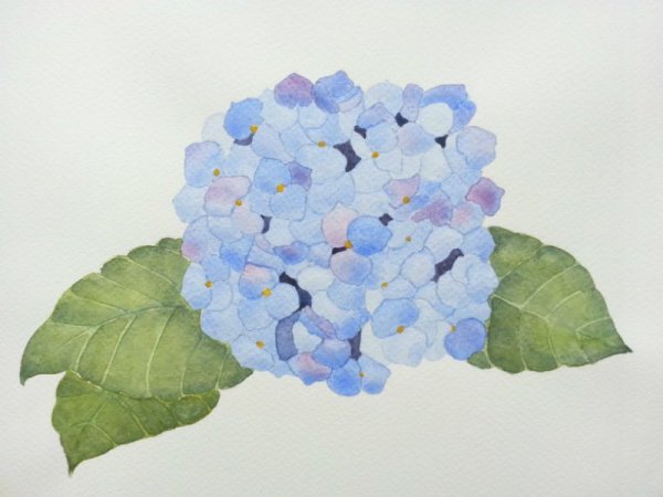 Гортензия мятного цвета акварель