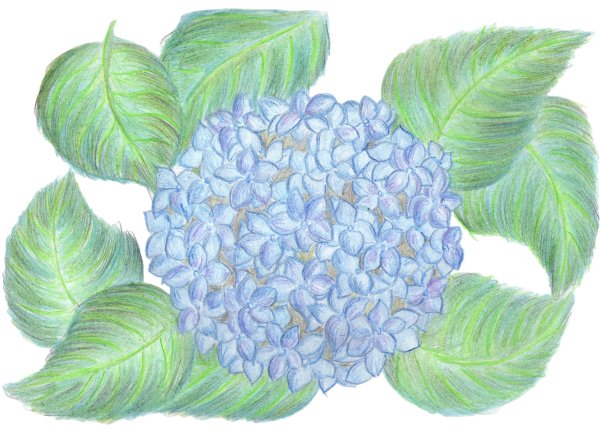 Гортензия цветными карандашами