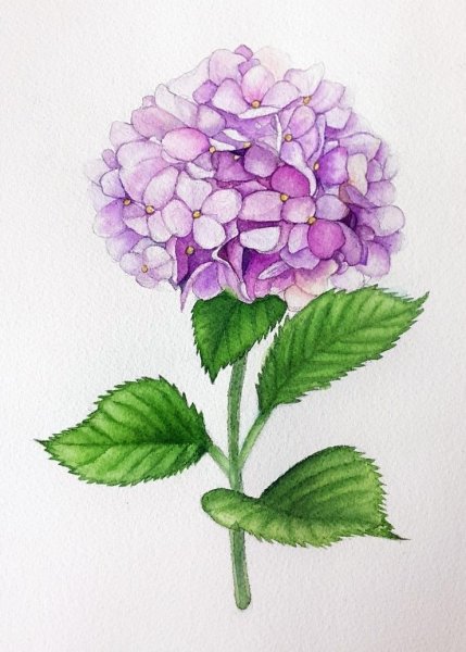Гортензия метельчатая акварель