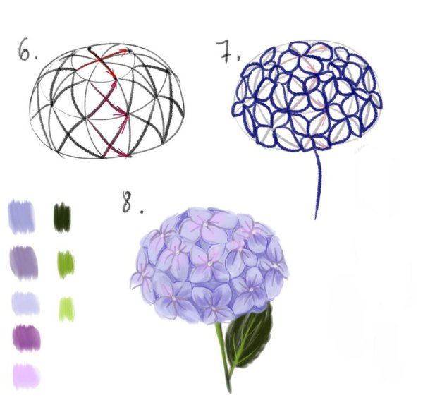 Как нарисовать гортензию поэтапно