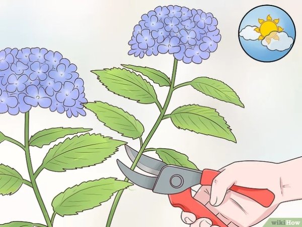 Гортензия подрезка стебля