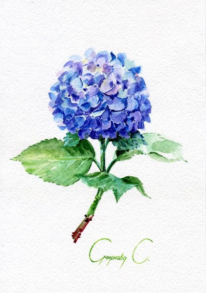 Гидрангея Колумбия сорт акварель