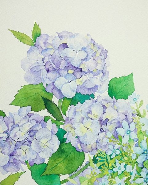 Гортензия акварель Грин