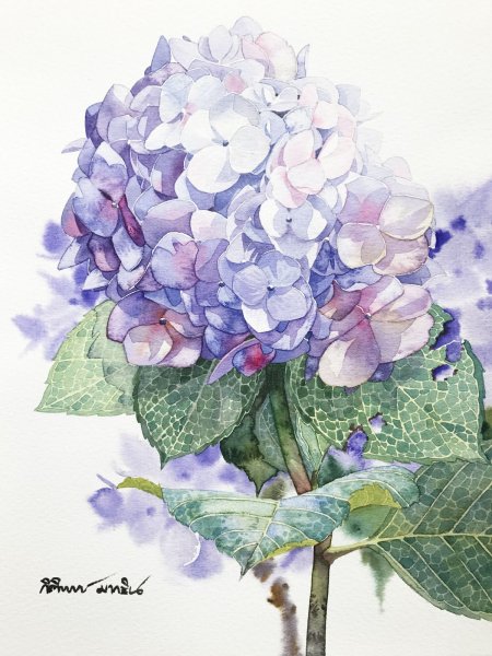 Гортензия Judy