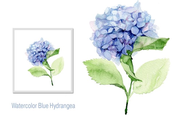 Гортензия скетч без фона