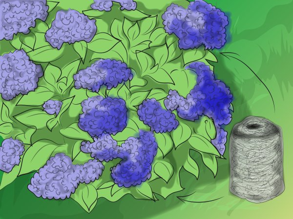 Гортензия куст рисунок