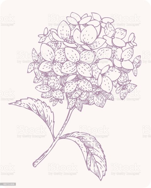 Тату гортензия Графика