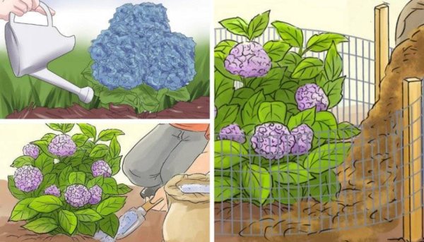 Гортензия метельчатая в карандаше