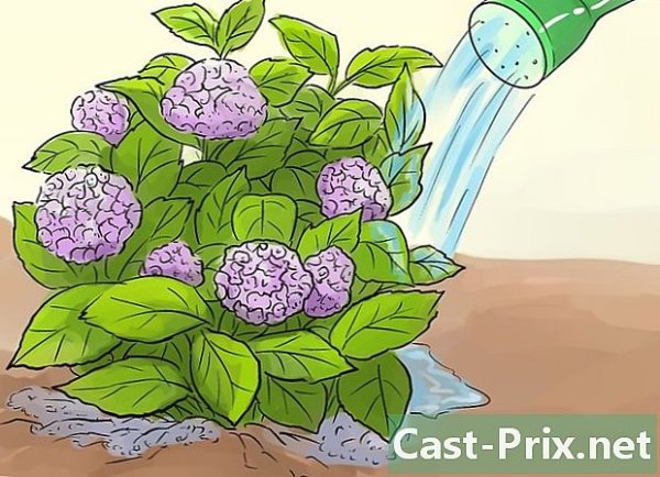 Нарисовать куст гортензии