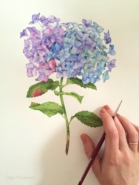Гидрангея Колумбия сорт акварель