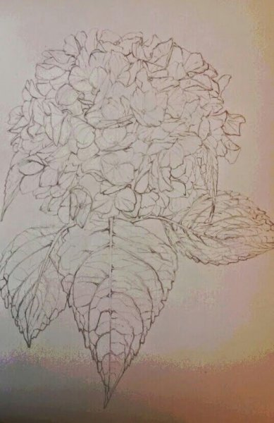 Гортензия карандашом скетч