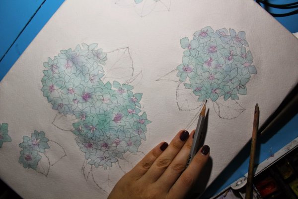 Гортензия акварелью пошагово