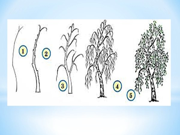 Последовательное рисование дерева