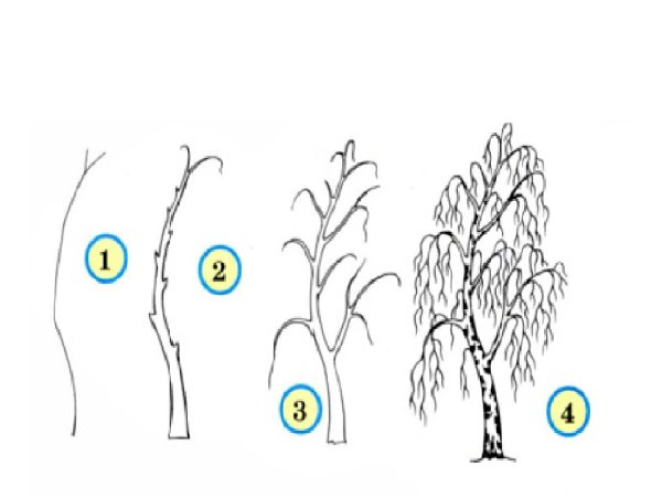 Этапы рисования дерева