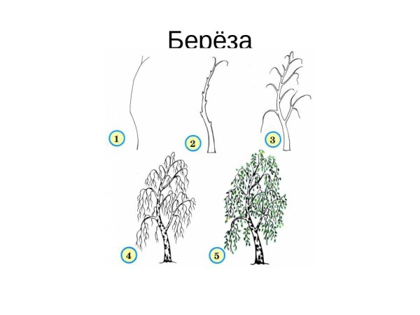 Дерево берёза для рисования