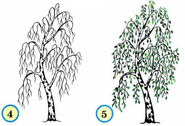 Береза раскраска