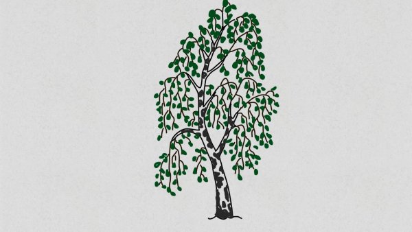 Поэтапное рисование березы