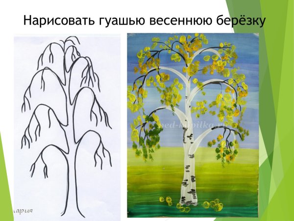 Поэтапное рисование березы